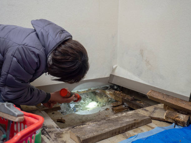 Best Mold Odor Removal Services  in Evergreen Park, IL