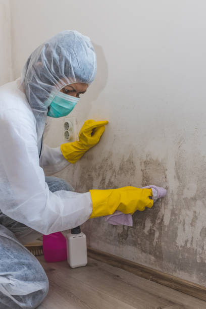 Best Real Estate Mold Inspection  in Evergreen Park, IL