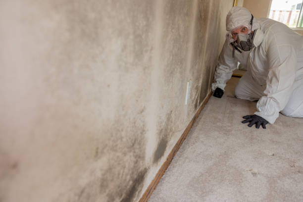 Mold Odor Removal Services in Evergreen Park, IL