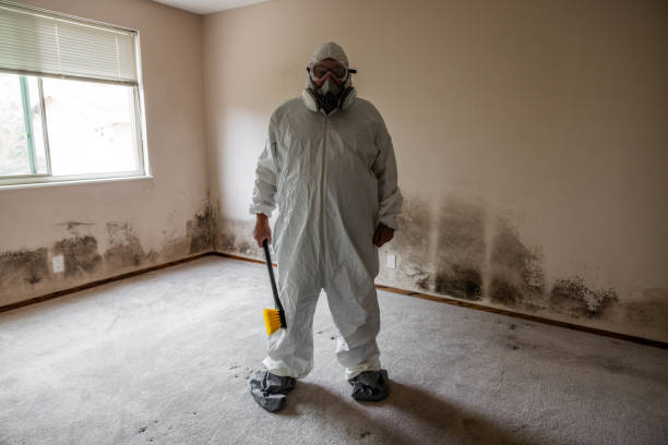 Best Basement Mold Removal  in Evergreen Park, IL